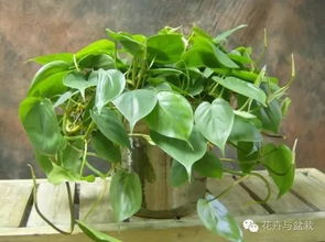 有哪些特别耐阴的室内植物适合长期在阴暗环境下生长