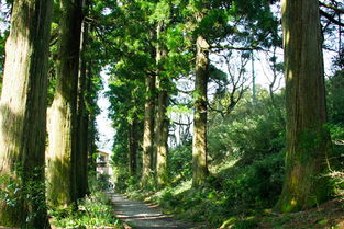 山间水畔，草木风华