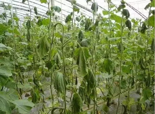 通风换气——让苗苗呼吸新鲜空气