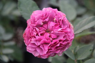 蓝色飓风月季的花期探秘