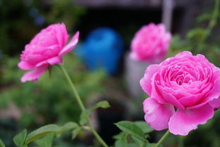 花有多美？香味咋样？