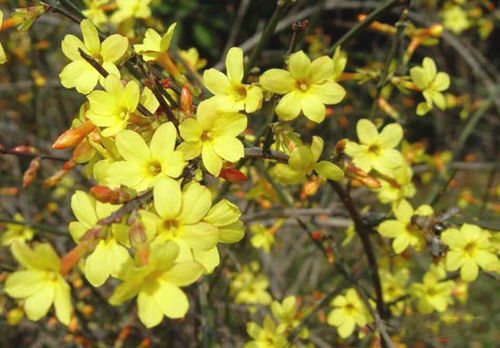 迎春花的养护与培育