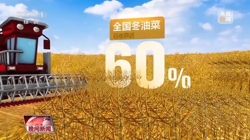 2024冬油菜菌核病防控新策略，保障丰收
