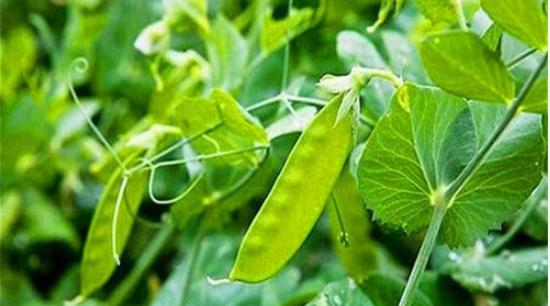 春秋两季大棚西甜瓜种植模式