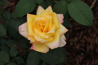 野生蔷薇：自然的种子，孕育花界奇迹