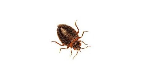 臭虫怕什么药？用这种药
