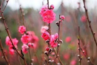 桃花的独特之处