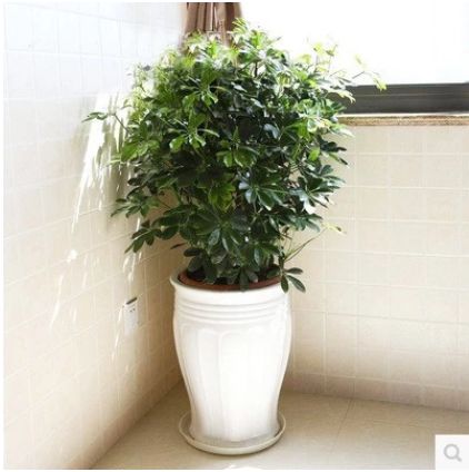 美丽盆栽， 家居的点缀