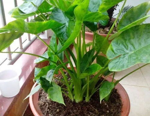 室内养什么花好？养这些花