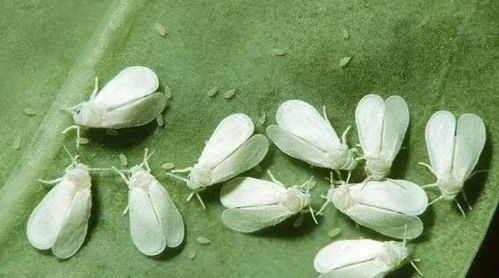 介壳虫防治难题大揭秘