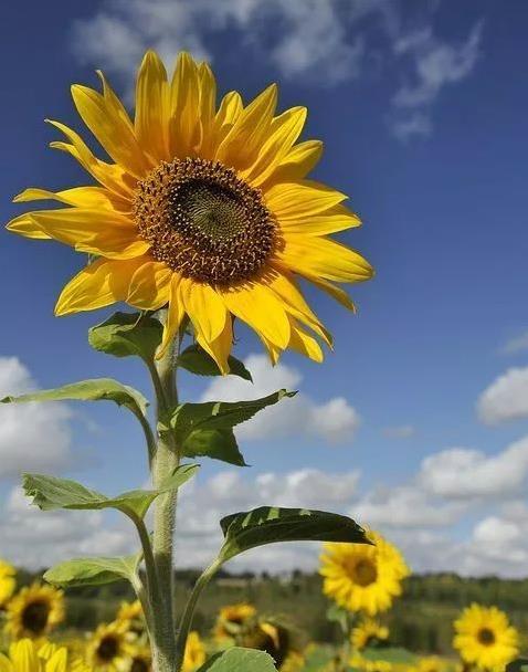 太阳花的营养与应用：探索其食用及多用途价值