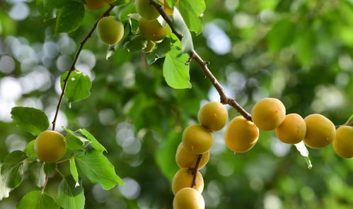 秋冬季节移栽的注意事项