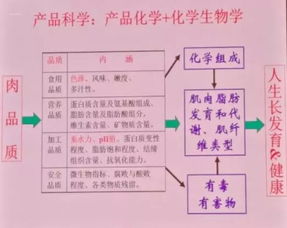 在模拟饲料体外吸收研究中，如何确定揭示动物营养吸收机制的关键步骤？