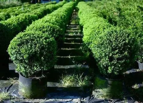 地栽苗转容器苗，关键点揭秘！