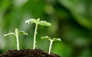 草莓种子发芽初期图片啥样？教你快速催芽