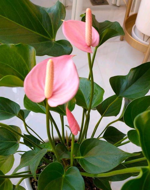 红掌花烂叶，是浇水过多还是施肥不当