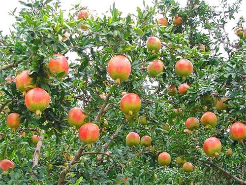 卧干式：石榴树干的独特魅力