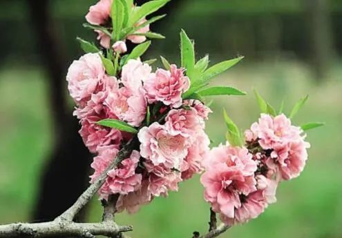 碧桃：乔木灌木皆可，果树中的花魁！