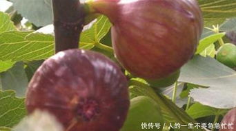 无花果修剪技巧，掌握正确方法