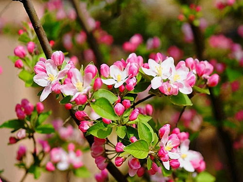 西府海棠：树头的美景与收获