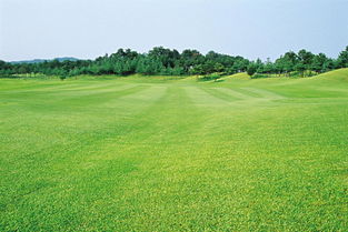 草坪起虫，农药来帮忙？