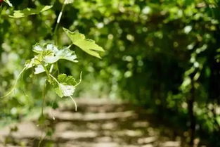 种花要花多少钱？
