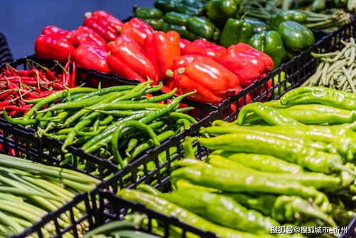 种啥菜合适？这几种菜Ke以考虑