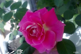 月季种植， 移栽要适时