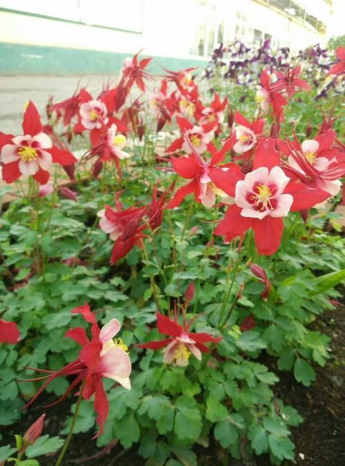 充足阳光是耧斗菜生长的必要条件