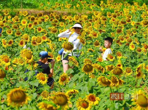 海棠：秋天的色彩担当