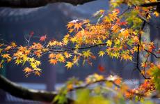 园林里赏秋景，苏州的秋天者阝藏在这里