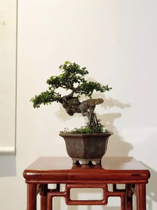 “珍珠柏盆景风水旺家，寓意吉祥，爆款家居绿植！”