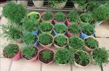 如何养出美丽的薄荷花园，需要注意哪些养护技巧和季节变化