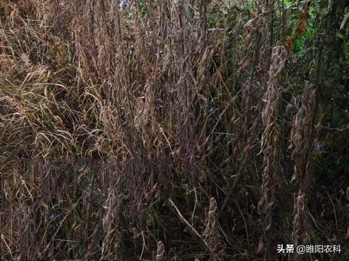 二甲草甘膦是个啥玩意儿？