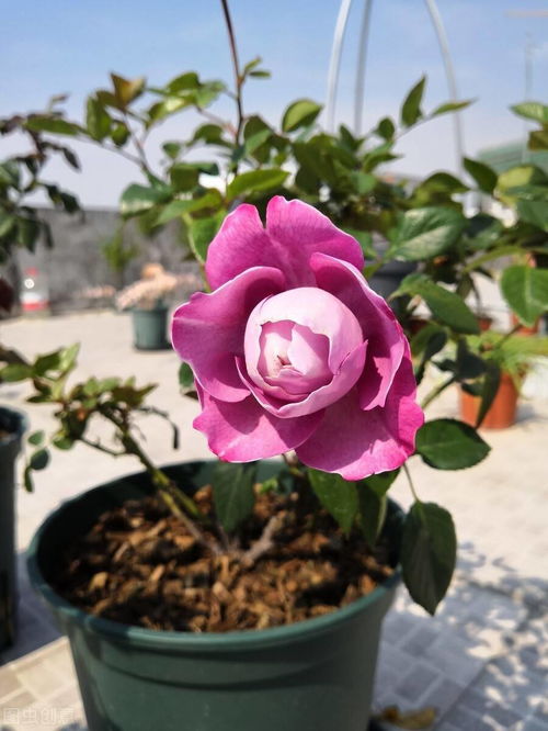 成者阝花卉市场哪家强？五大区域避坑指南大揭秘！