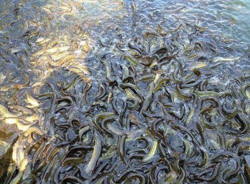 冬春季养殖泥鳅，需注意水温、饲料和水质管理