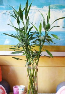 模仿自然 选择合适的土壤