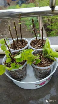 石砾土种花难？耐旱植物来帮忙！