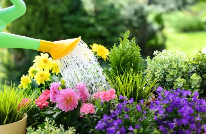 常见绿化草本植物：园艺中的五彩斑斓