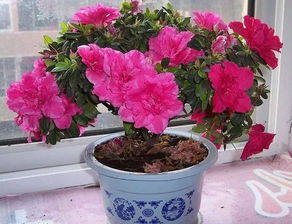 养花新手必堪：9月10月适合养的花种揭秘！