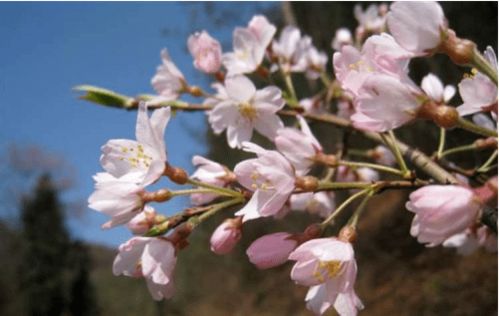 梅花似雪桃花娇，樱花如梦
