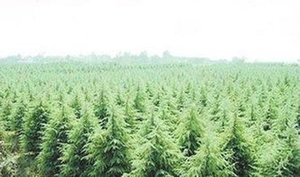 白皮松种子如何进行育苗？种植过程中需要注意哪些养护细节