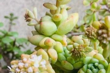 凝脂莲多肉：在家养护， 简单如呼吸