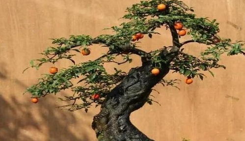 用淘米水浇灌， 顶枝变细有妙招