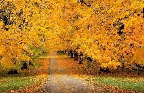 常绿木本植物简介：