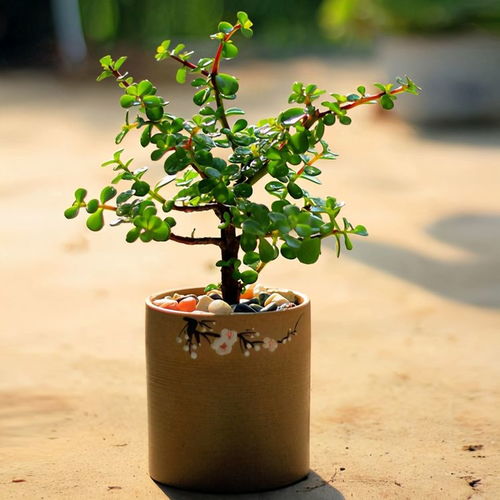 玉树的奇妙花色之谜