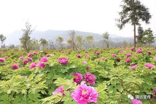 乡村观光选花难？来点特色种植吧嗯！
