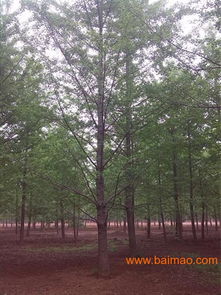 实地考察：苗木基地的真相