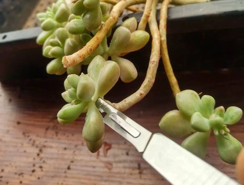 挑选耐养且美观的多肉植物，掌握8个选购技巧