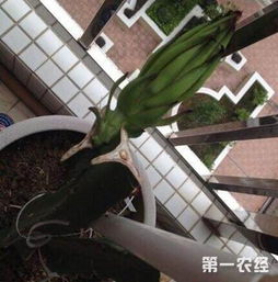 火龙果盆栽，如何从种子发芽到开花结果